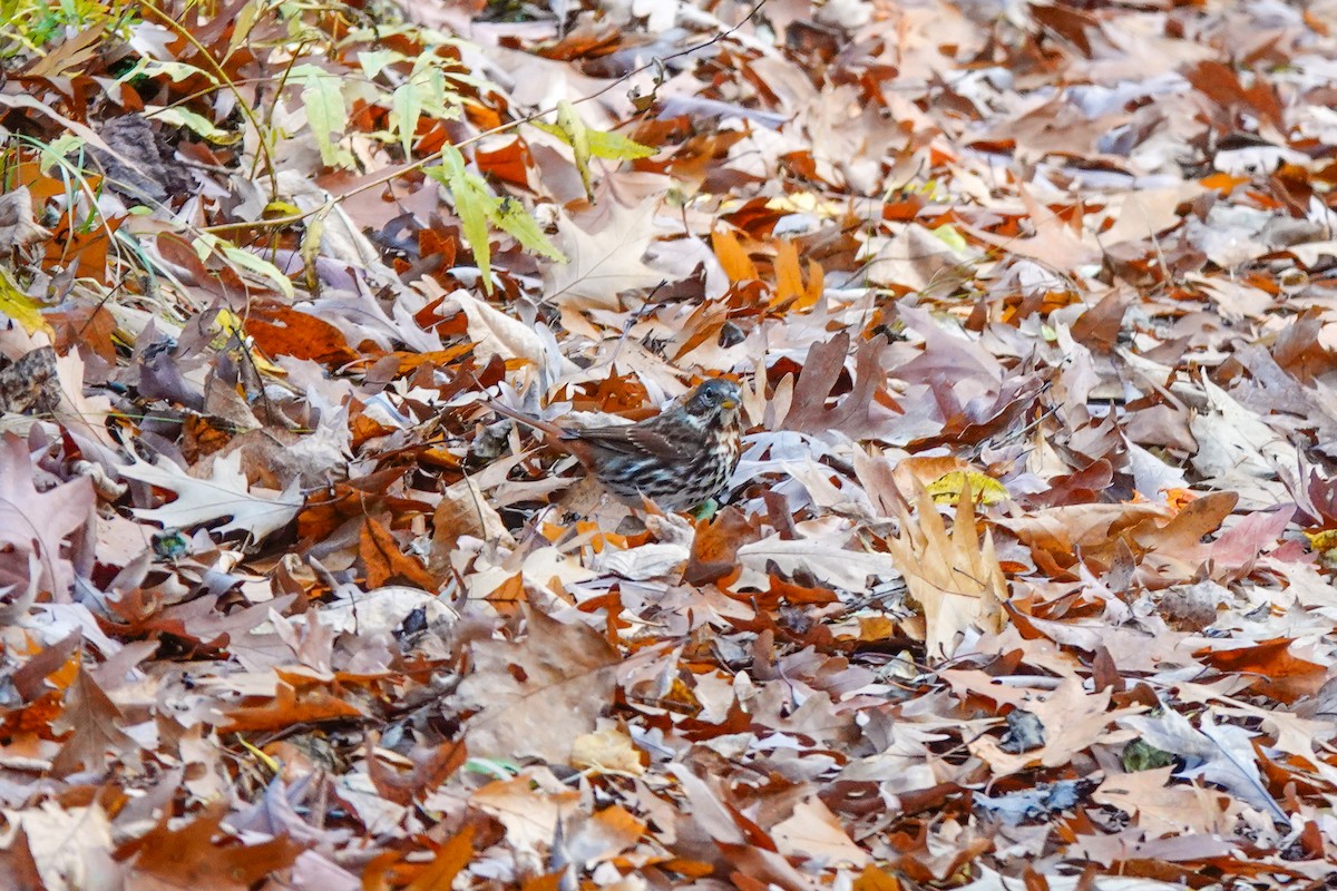 Fox Sparrow - ML611011022