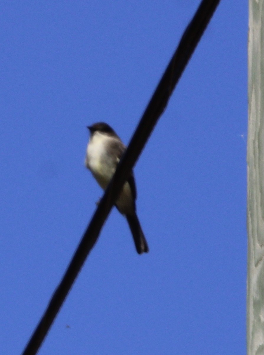 Eastern Phoebe - ML611011043