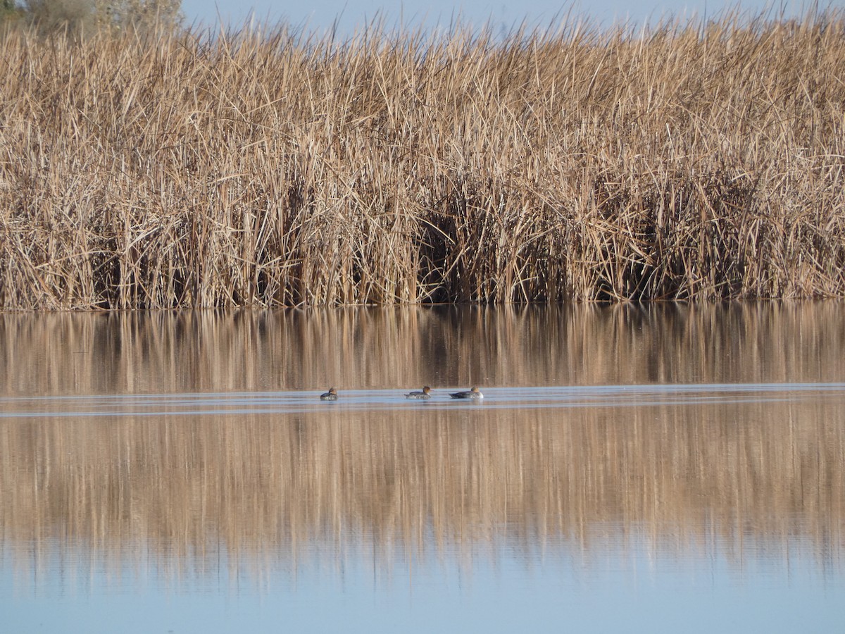 Red-breasted Merganser - ML611011109