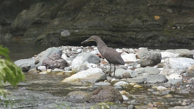 Fasciated Tiger-Heron - ML611011255