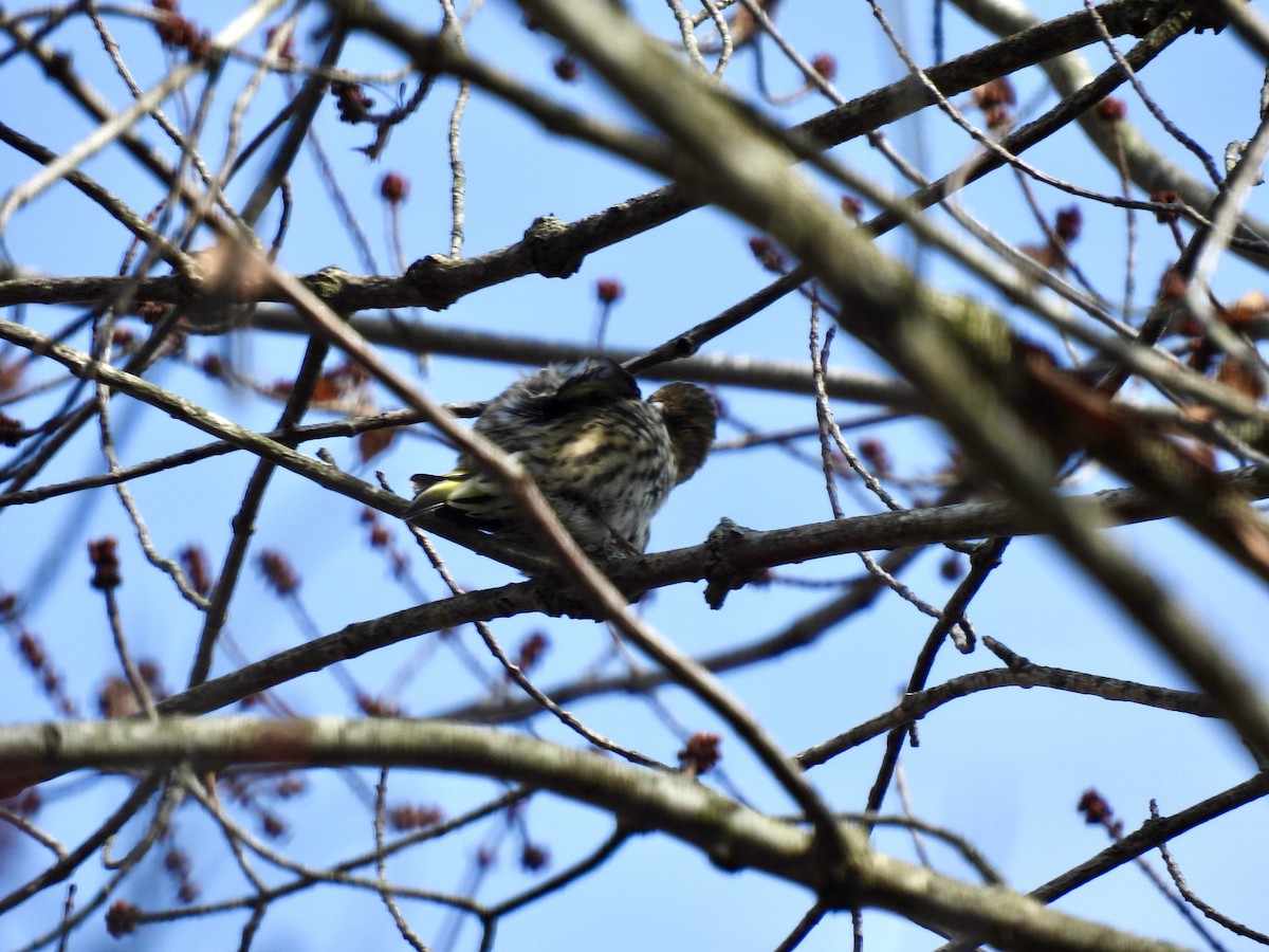 Pine Siskin - ML611011458