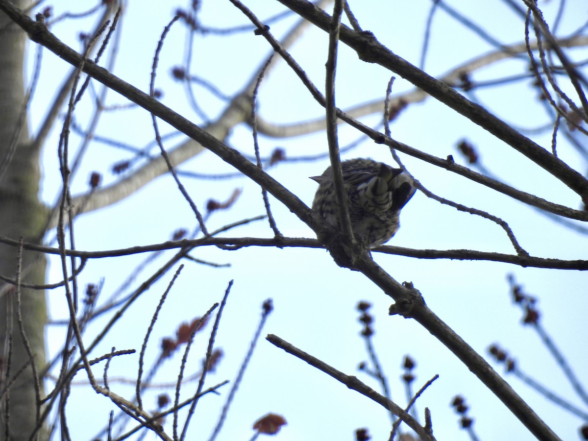 Pine Siskin - ML611011535