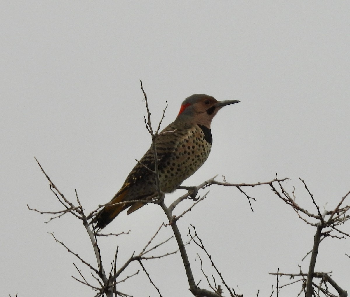 Northern Flicker (Yellow-shafted) - ML611011548