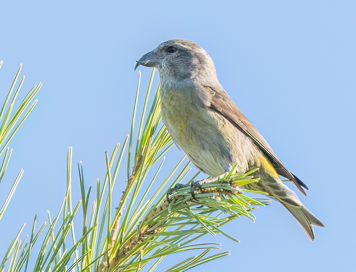 Red Crossbill (Douglas-fir or type 4) - Steve Colwell