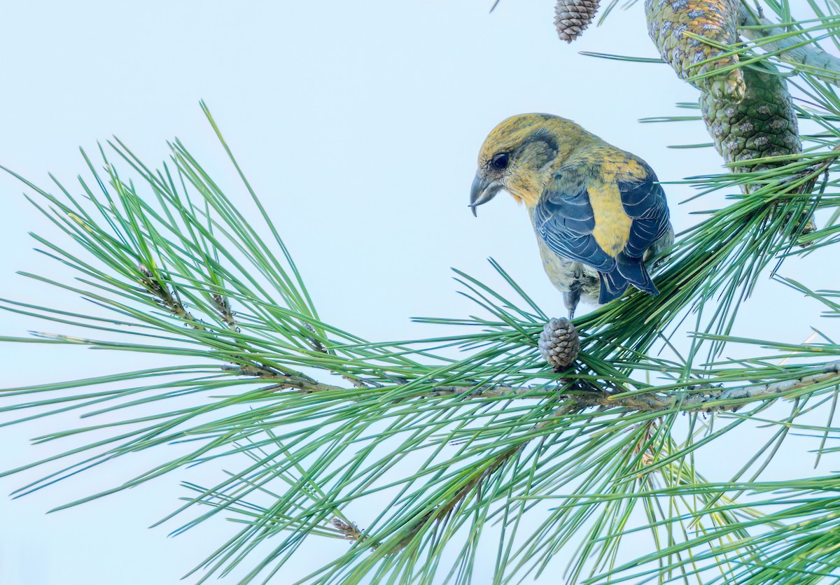 Red Crossbill (Douglas-fir or type 4) - ML611011563