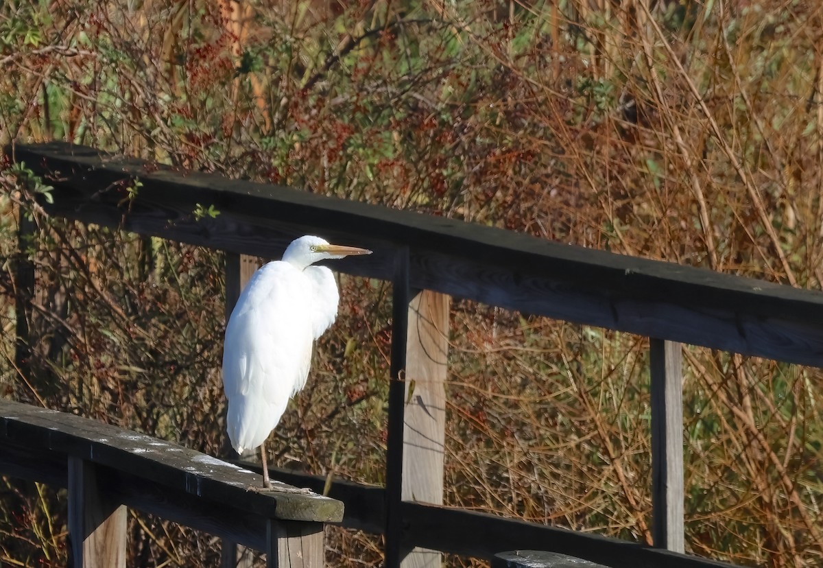 Great Egret - ML611011726