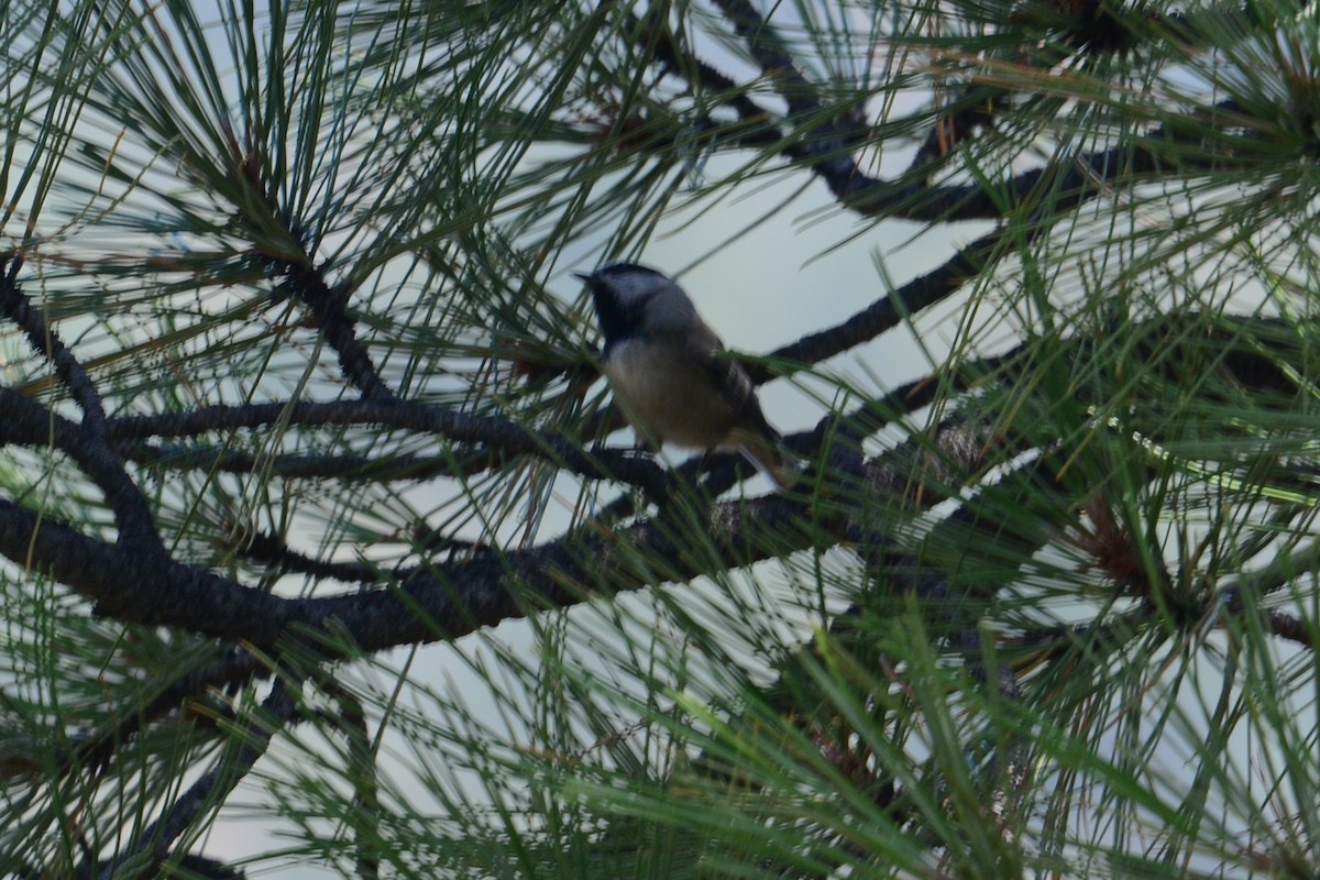 Mountain Chickadee - ML611011795