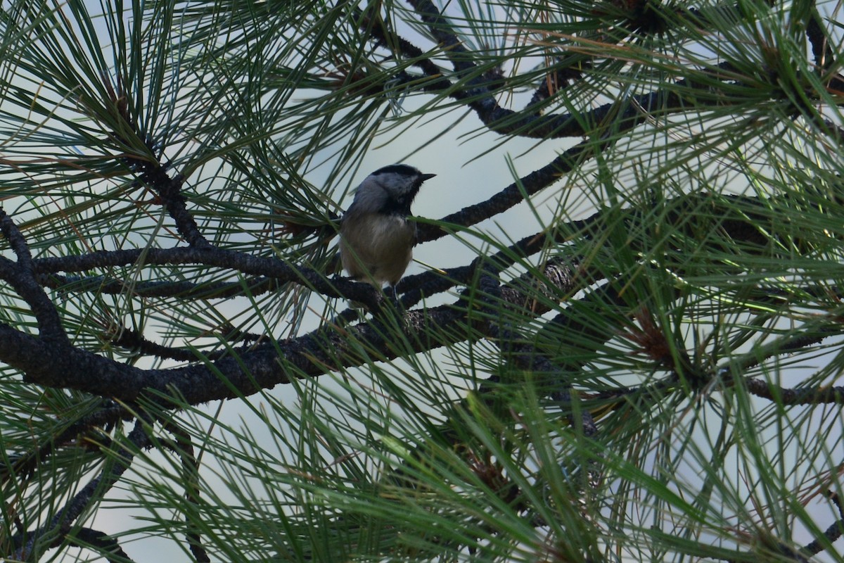 Mountain Chickadee - ML611011797