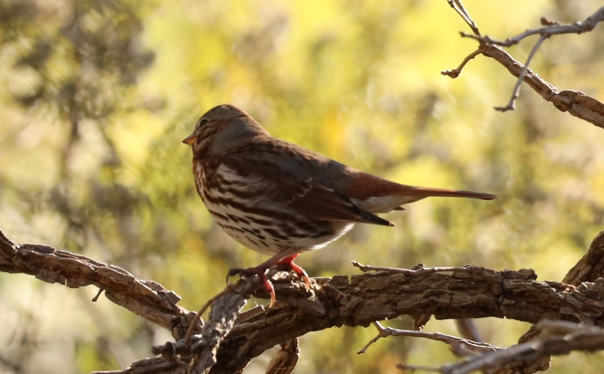 Fox Sparrow - ML611011834