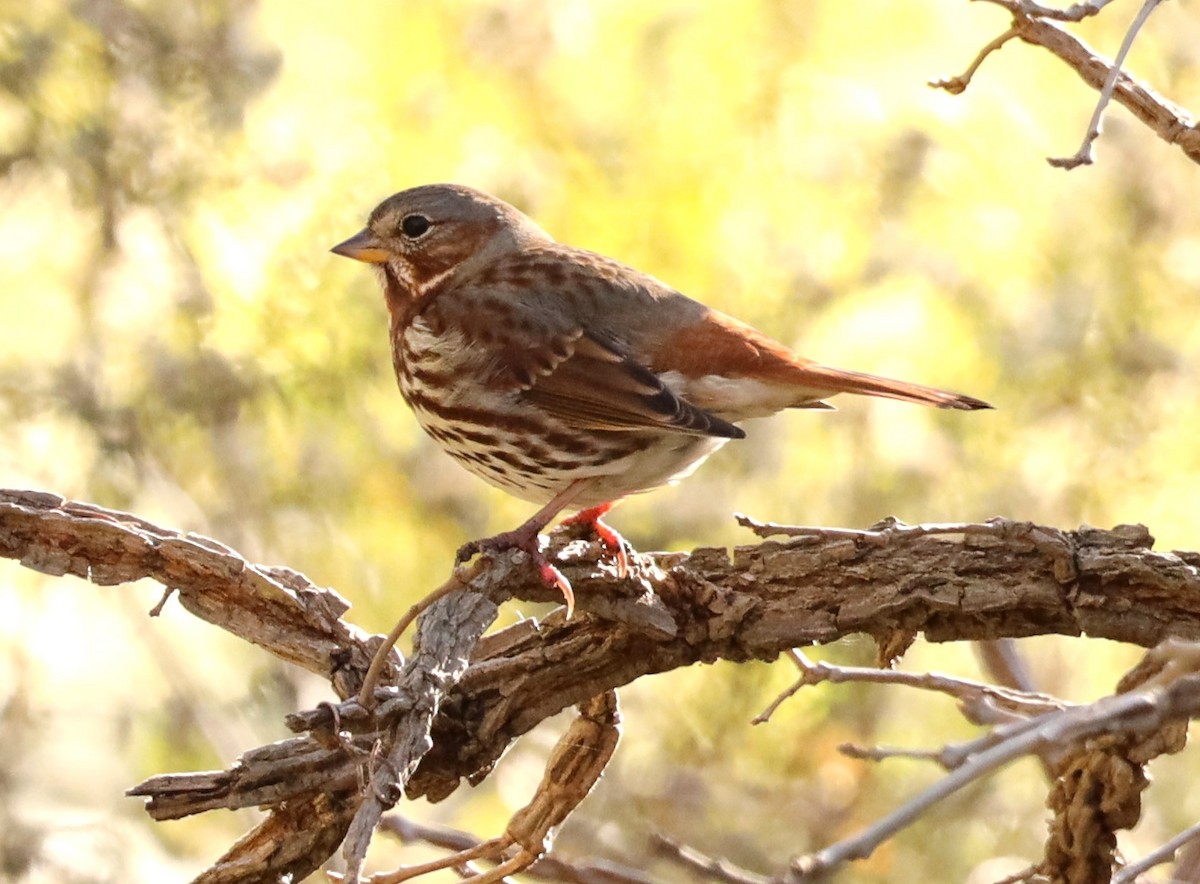 Fox Sparrow - ML611011840
