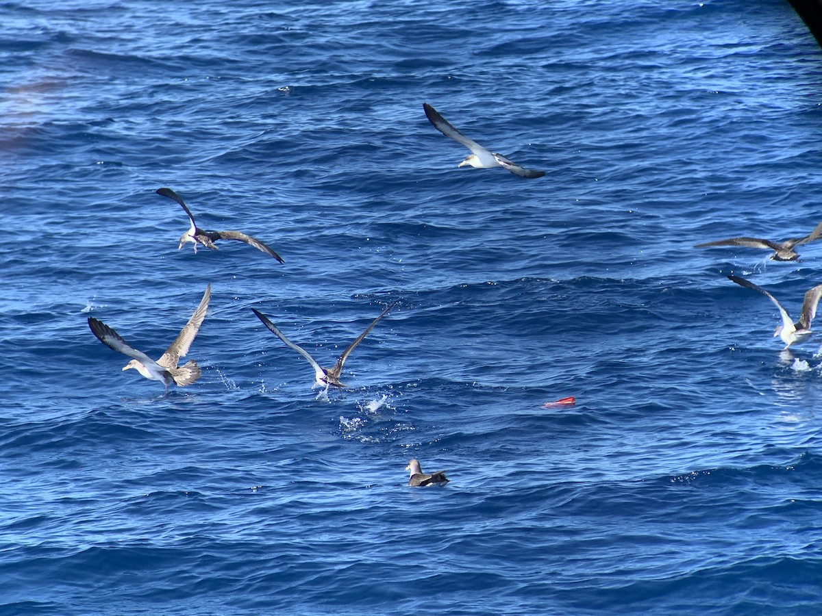 Cory's Shearwater - ML611011853