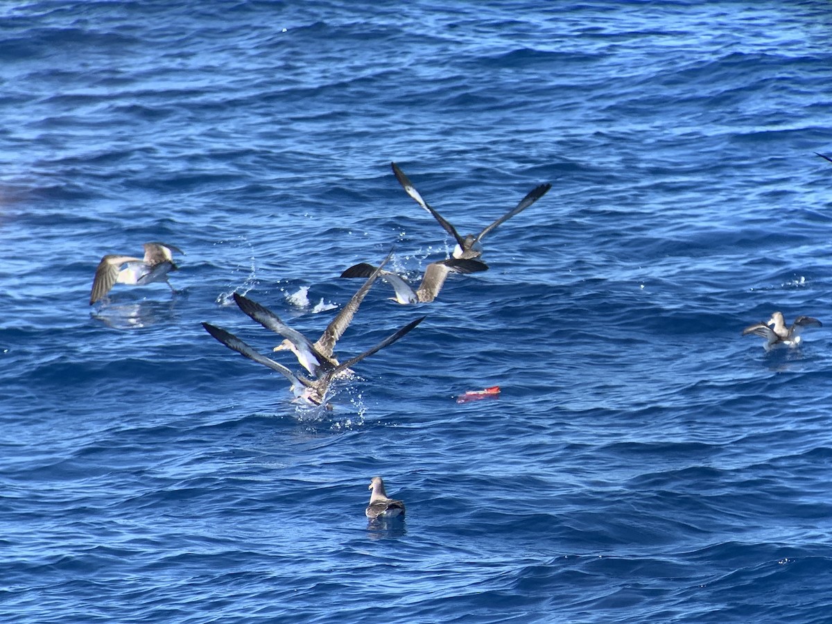 Cory's Shearwater - ML611011854