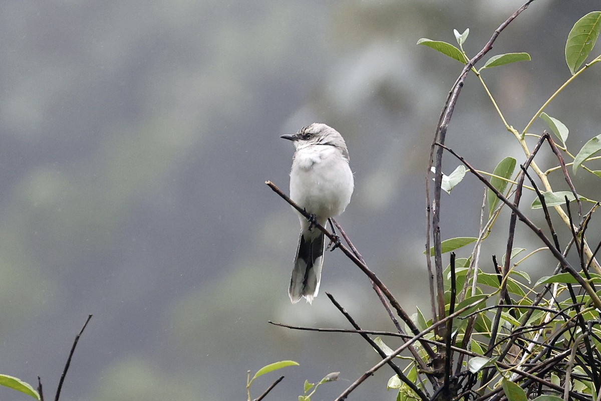 Tropical Mockingbird - ML611011863