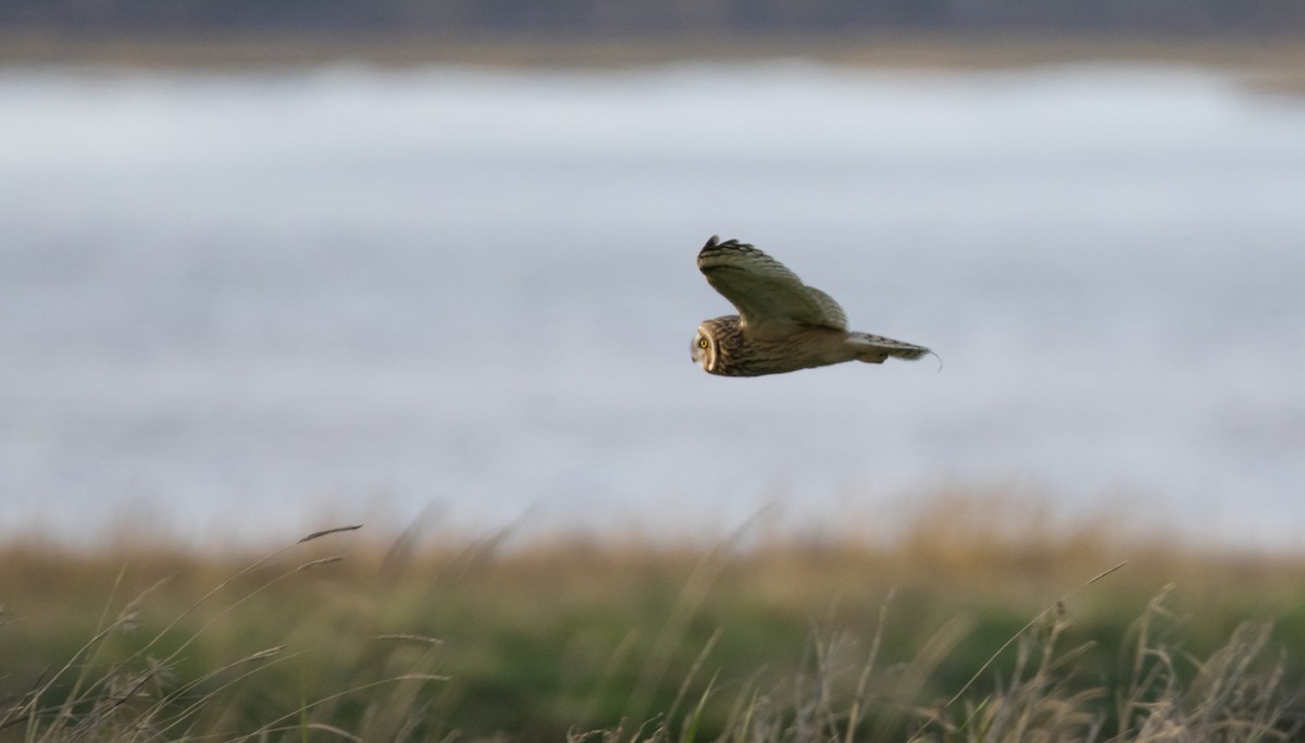 Short-eared Owl - ML611012091