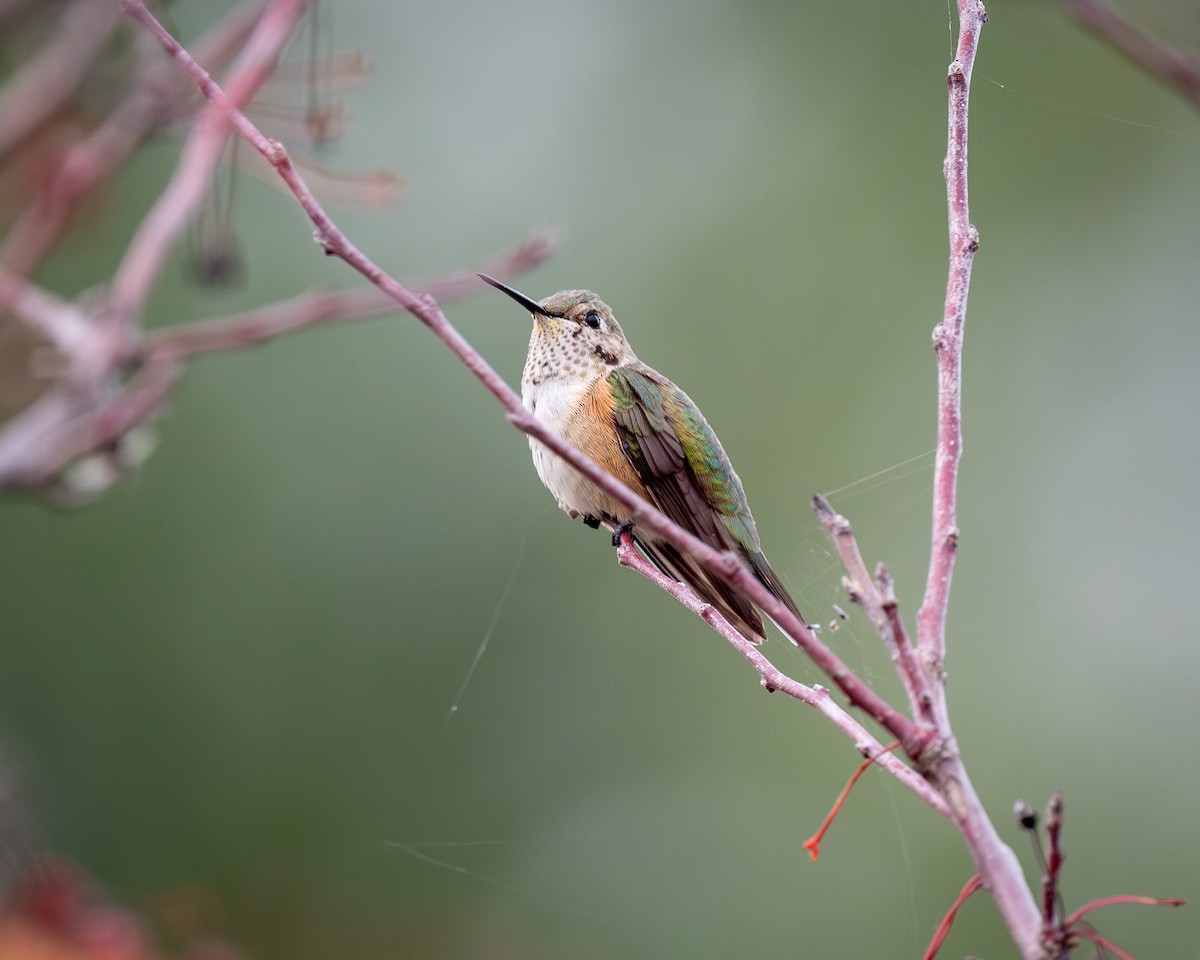 Broad-tailed Hummingbird - ML611012145