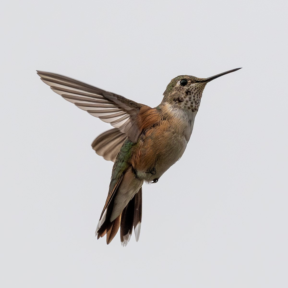 Broad-tailed Hummingbird - ML611012146