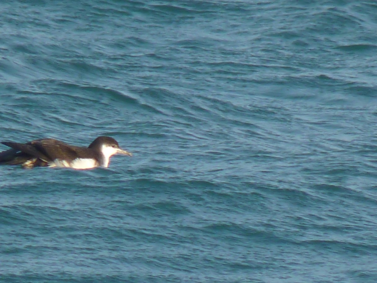 Audubon's Shearwater - Corey Bernabucci