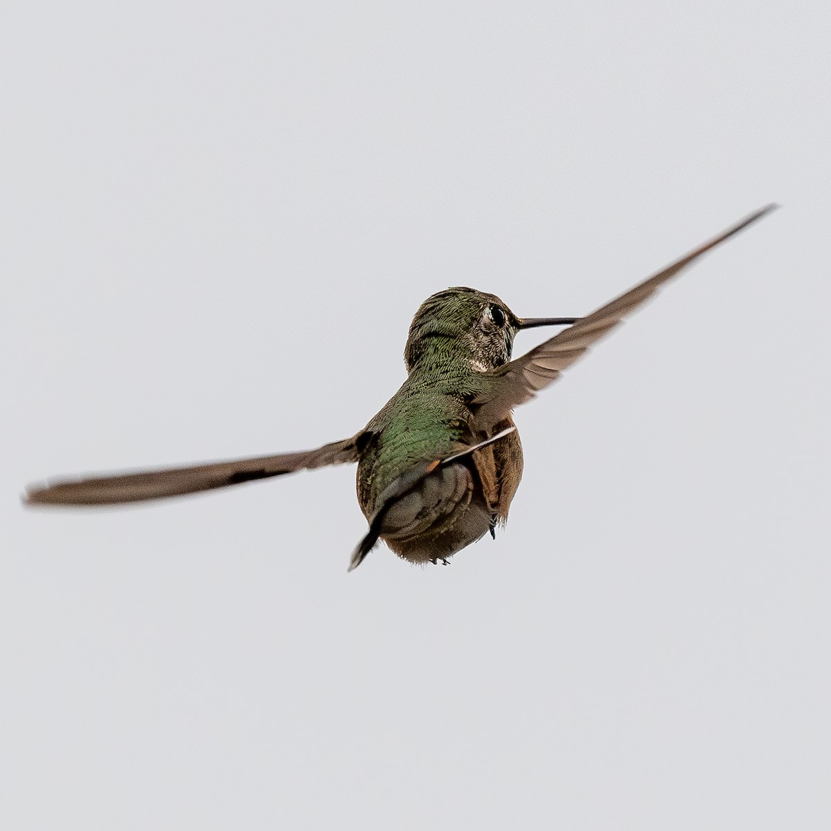 Broad-tailed Hummingbird - ML611012150