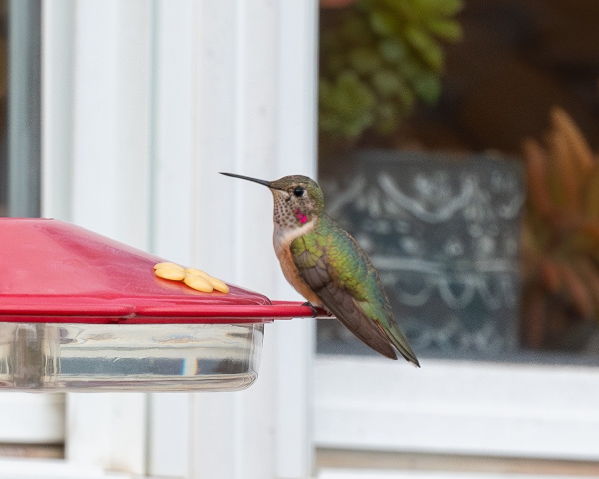 Broad-tailed Hummingbird - ML611012155