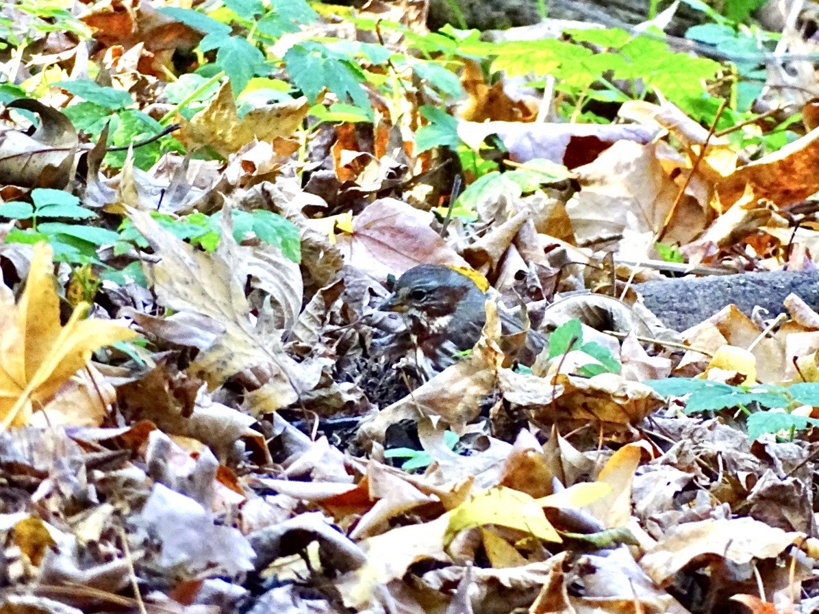 Fox Sparrow (Red) - ML611012201