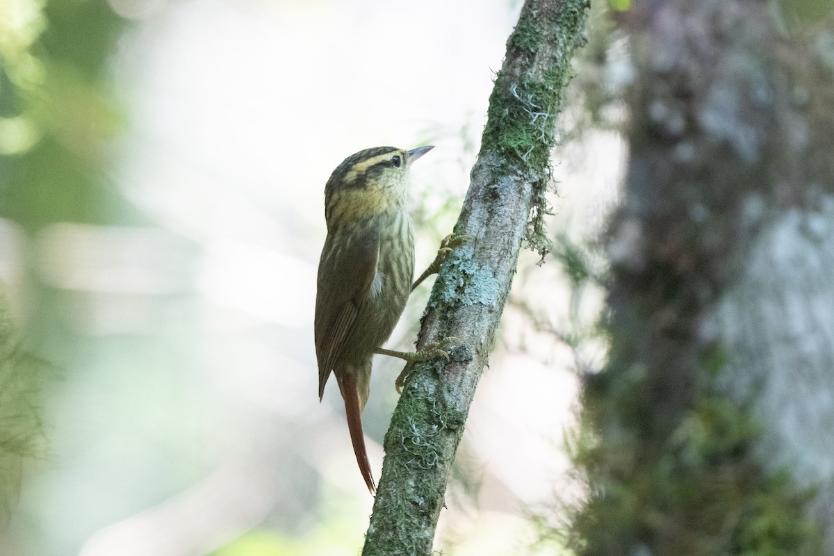 Sharp-billed Treehunter - ML611012284