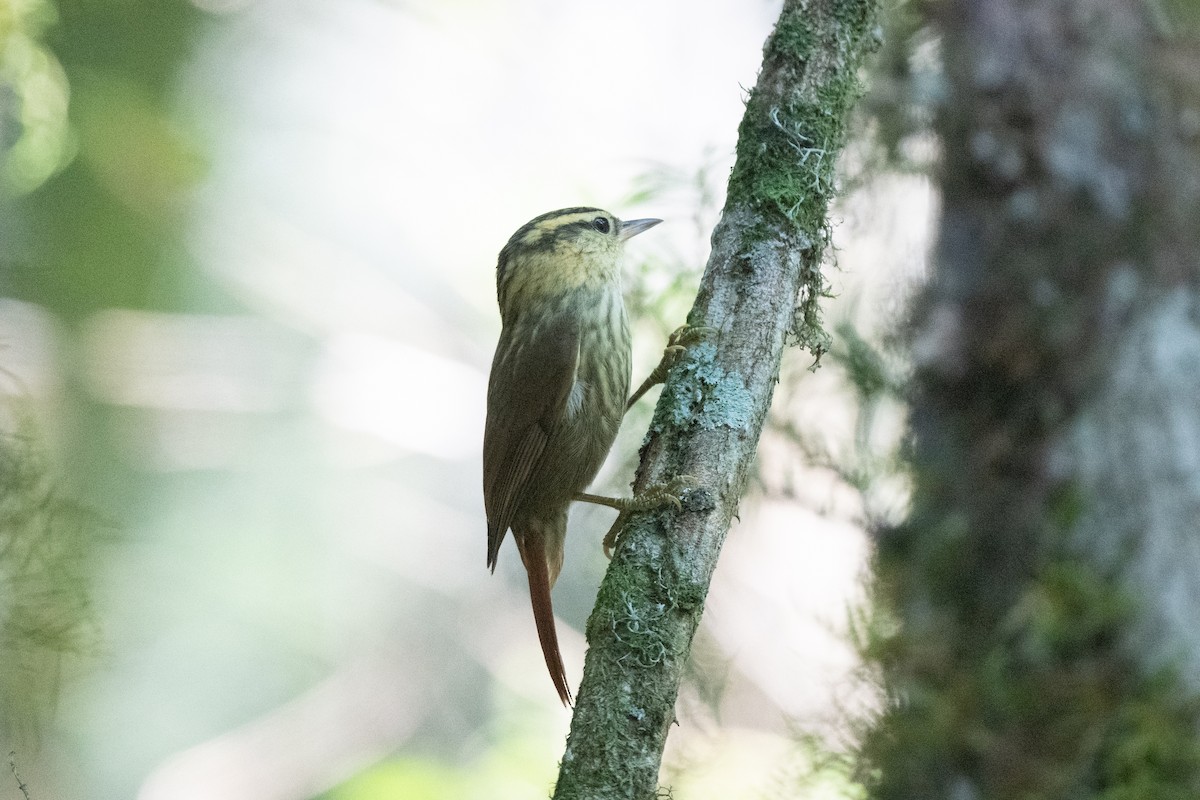 Sharp-billed Treehunter - ML611012292