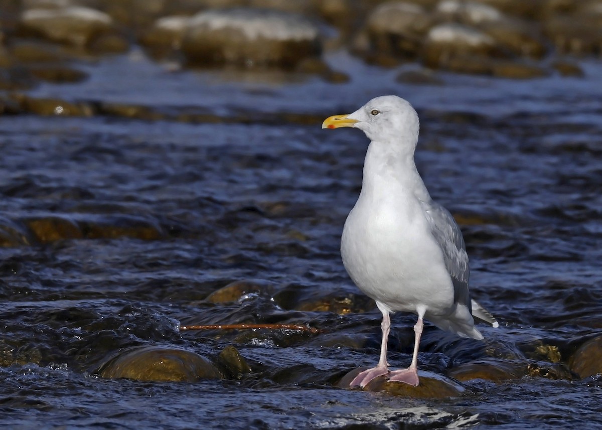 Herring Gull - Ken Pride