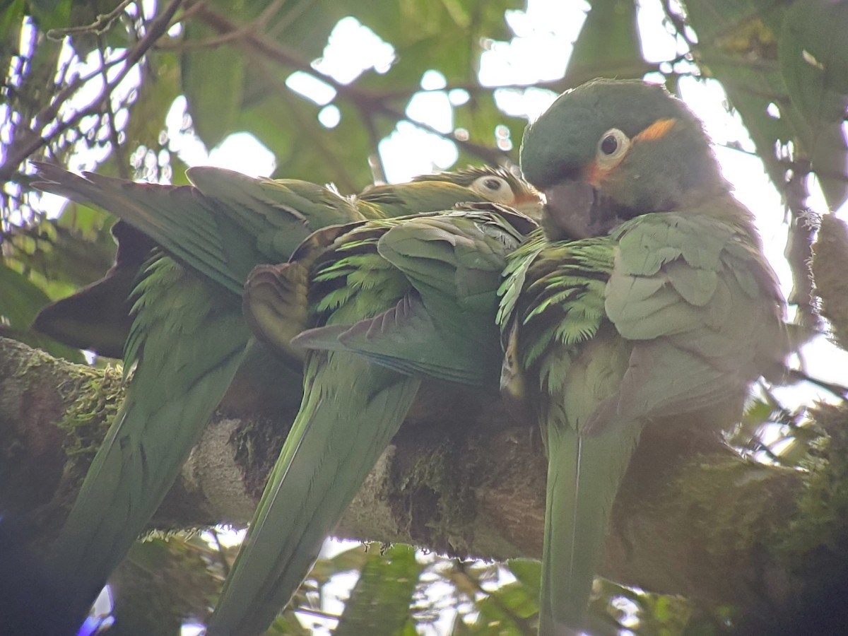 Golden-plumed Parakeet - ML611012330