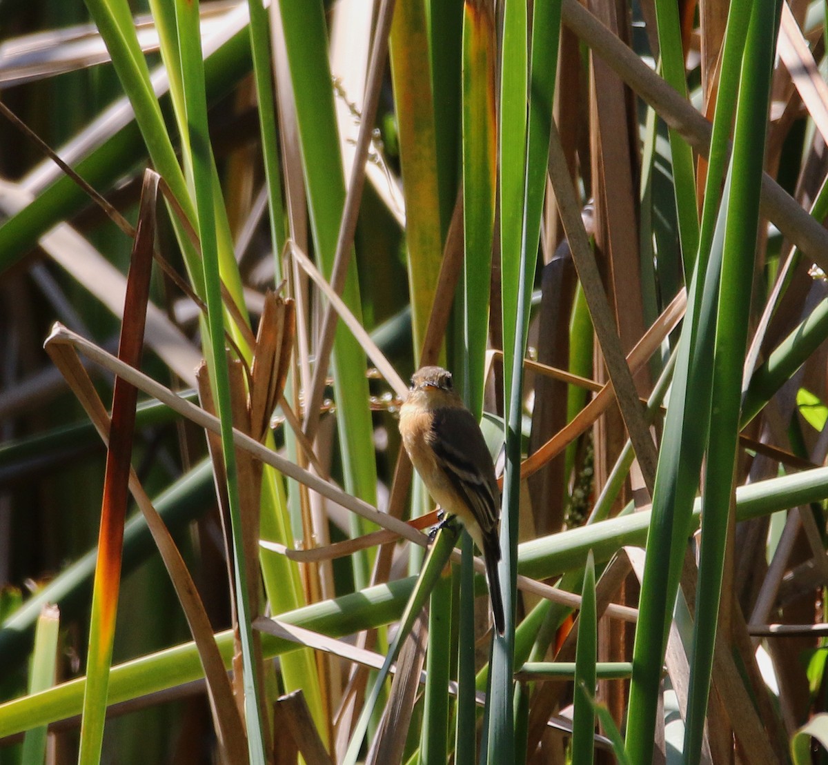 Buff-breasted Flycatcher - ML611012356