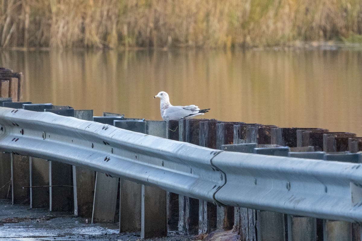 Ring-billed Gull - ML611012359