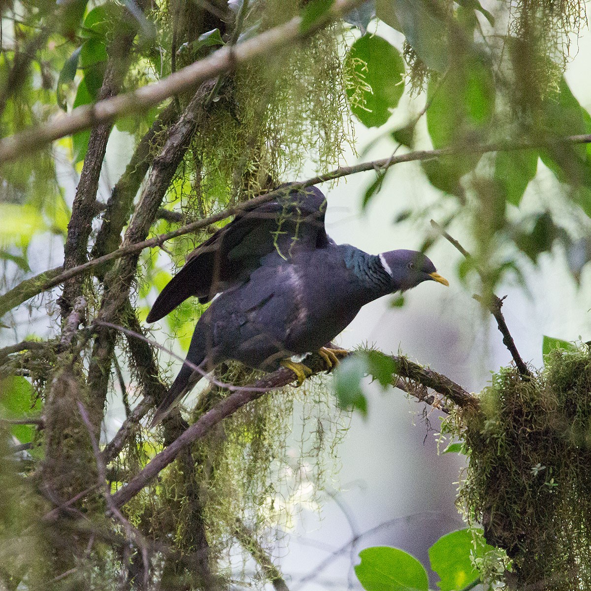 Band-tailed Pigeon - ML611012374