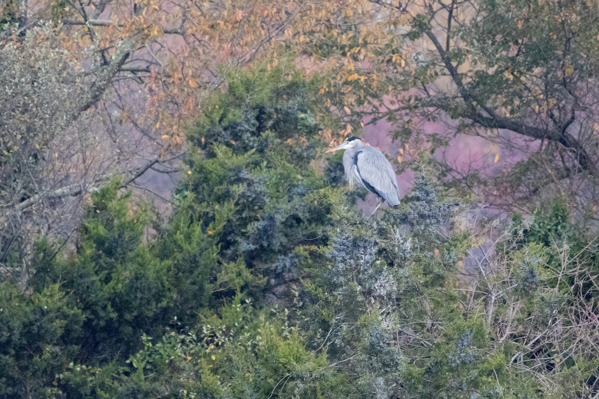 Great Blue Heron - ML611012382