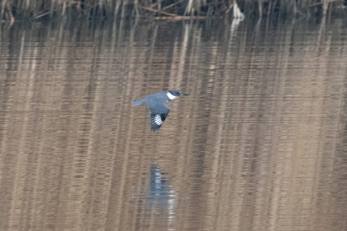 Belted Kingfisher - Matthew ‎