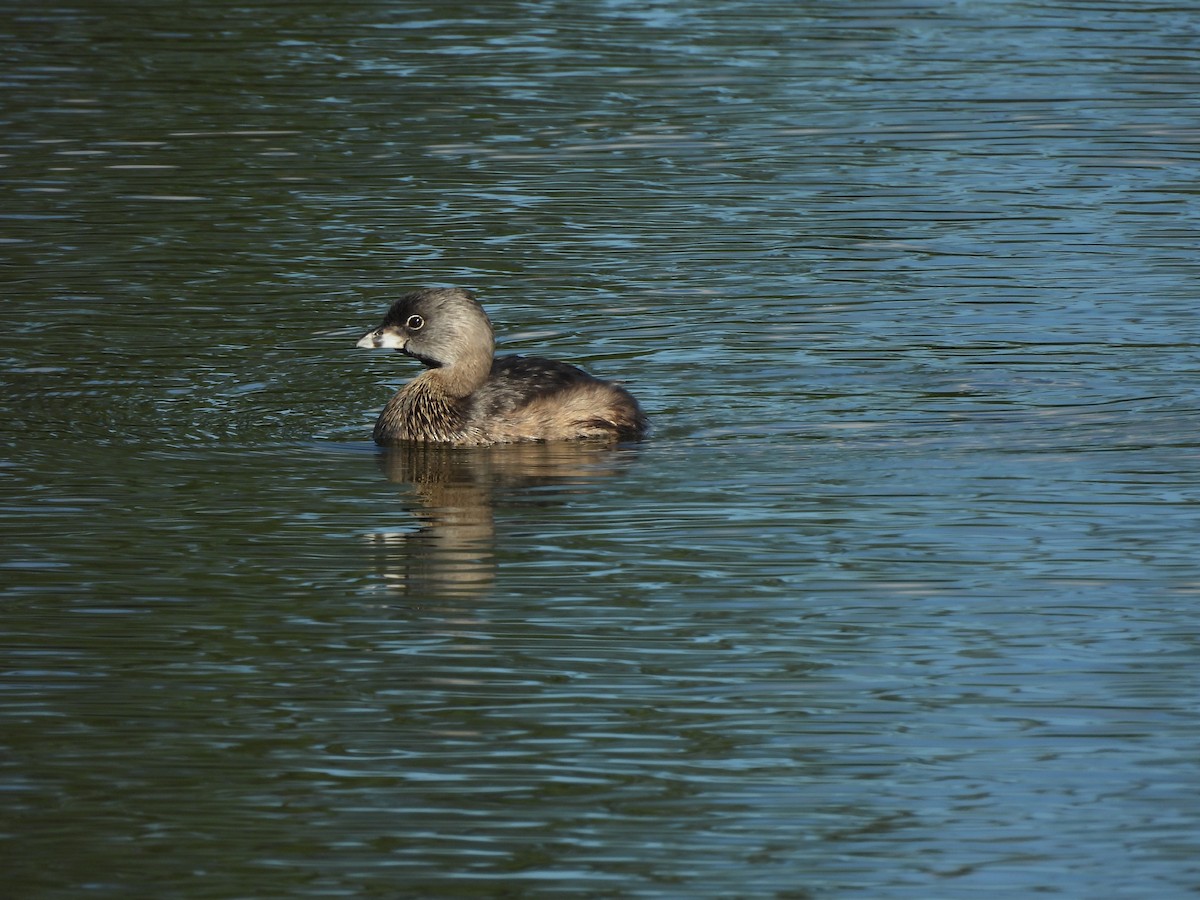 Pied-billed Grebe - ML611012424