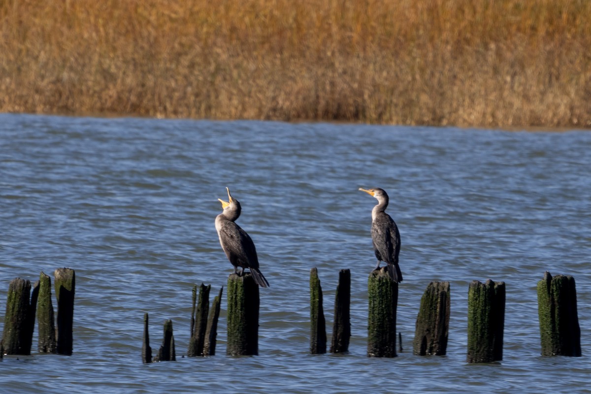 Double-crested Cormorant - ML611012534