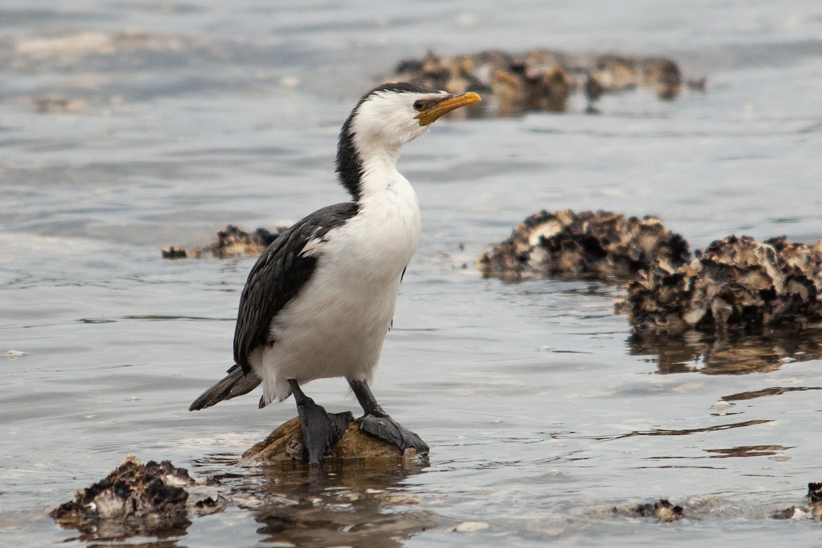 Little Pied Cormorant - Miguel Rouco