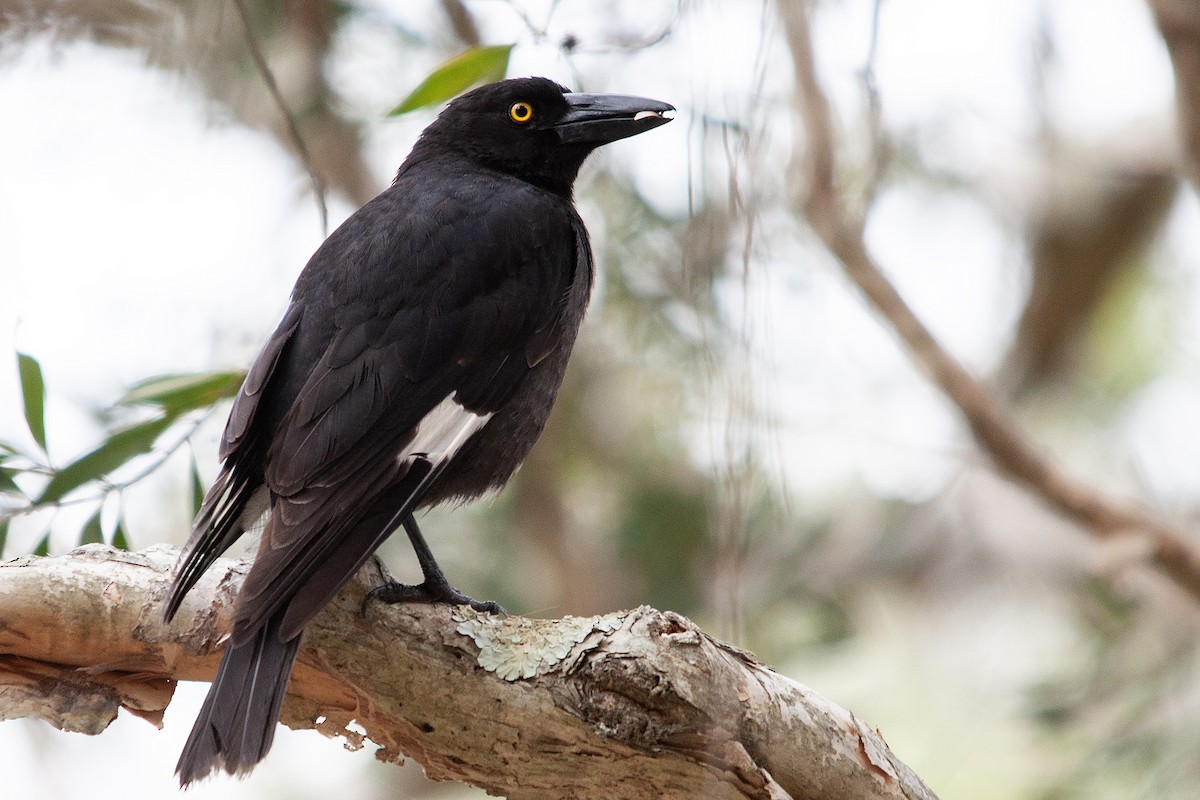 Pied Currawong - ML611012627