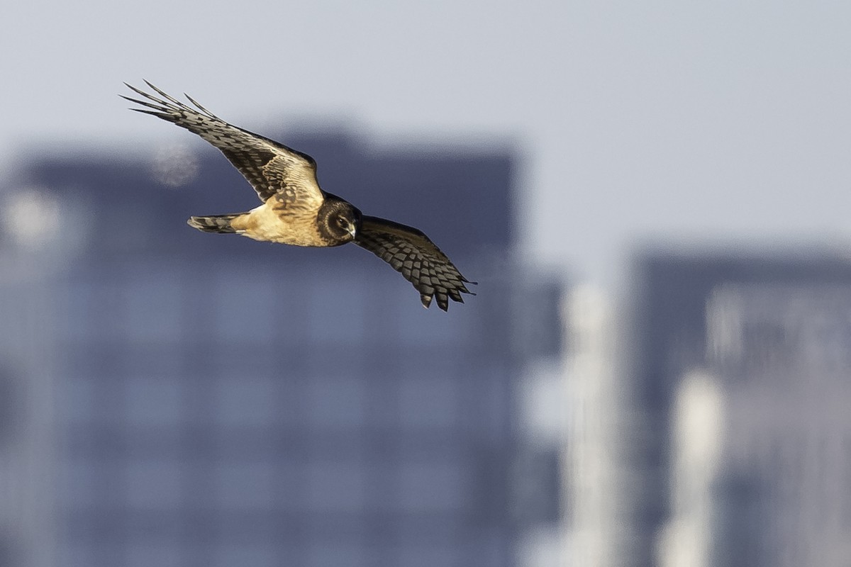 Northern Harrier - ML611012631