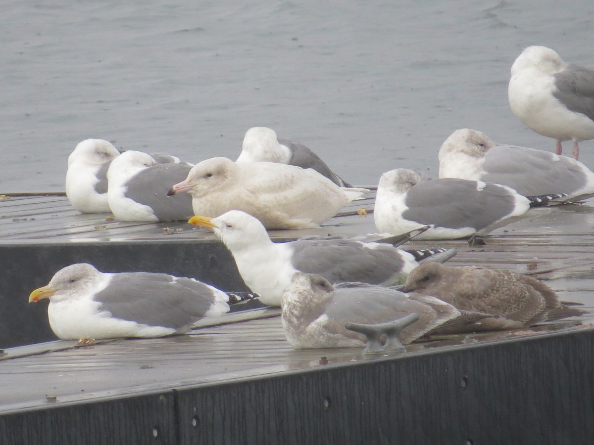 Glaucous Gull - ML611012637