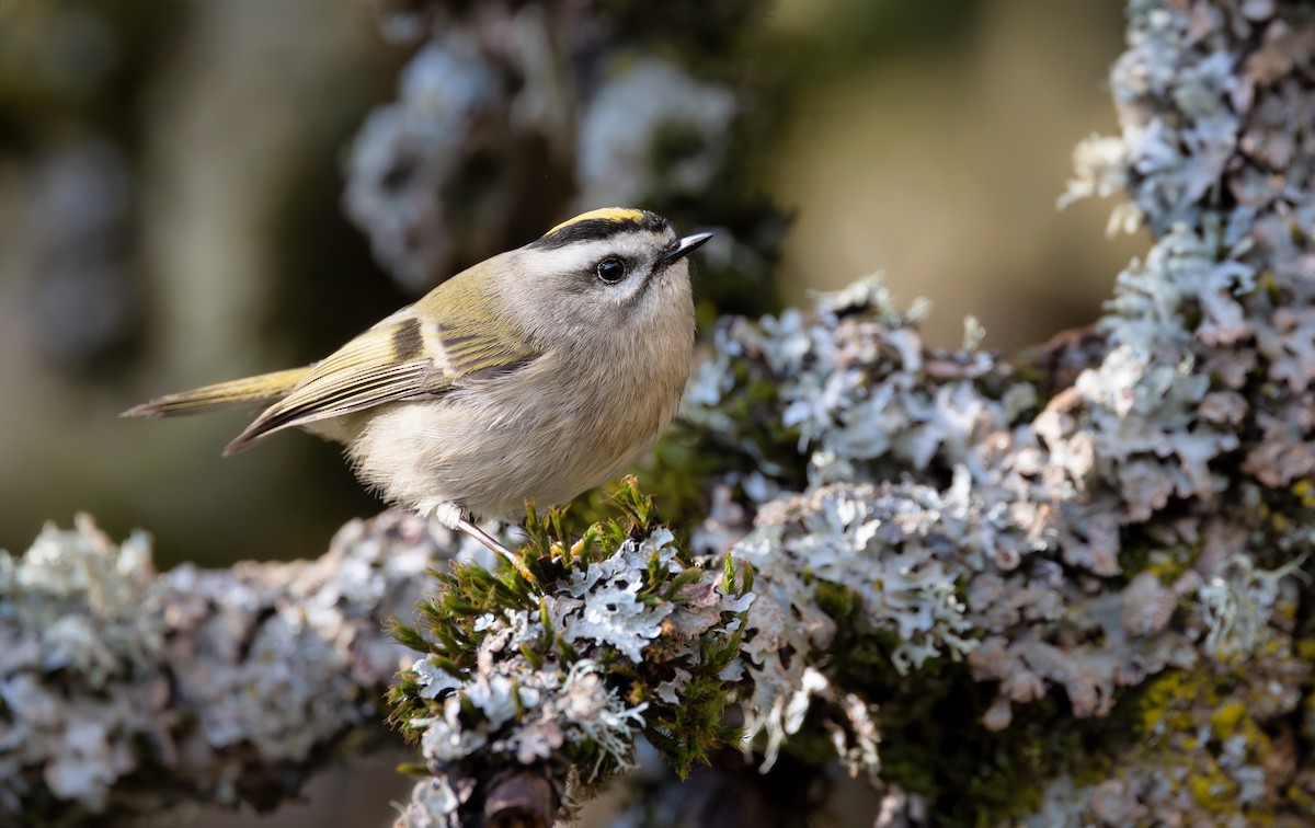 Golden-crowned Kinglet - Ken Pitts