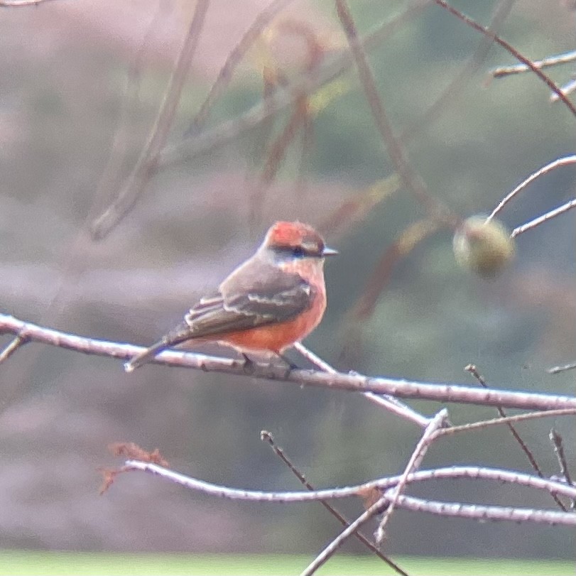 Vermilion Flycatcher - ML611012664