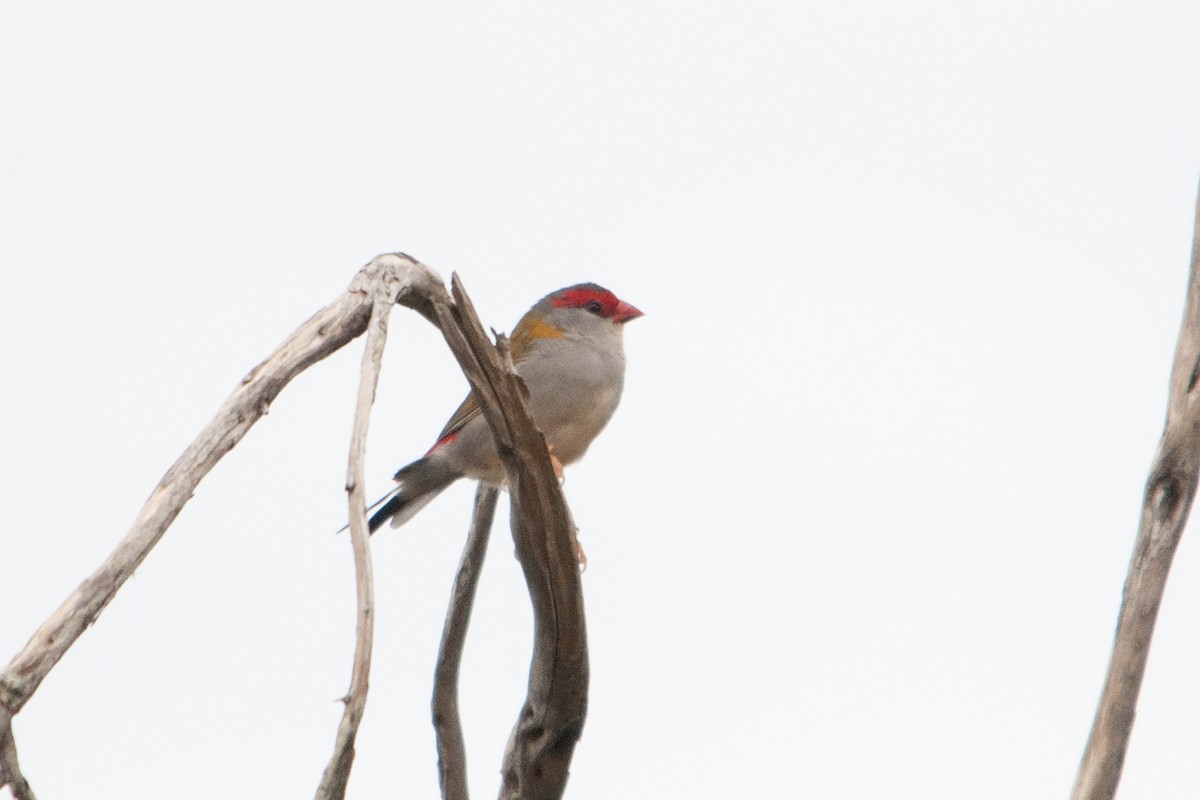 Red-browed Firetail - ML611012671
