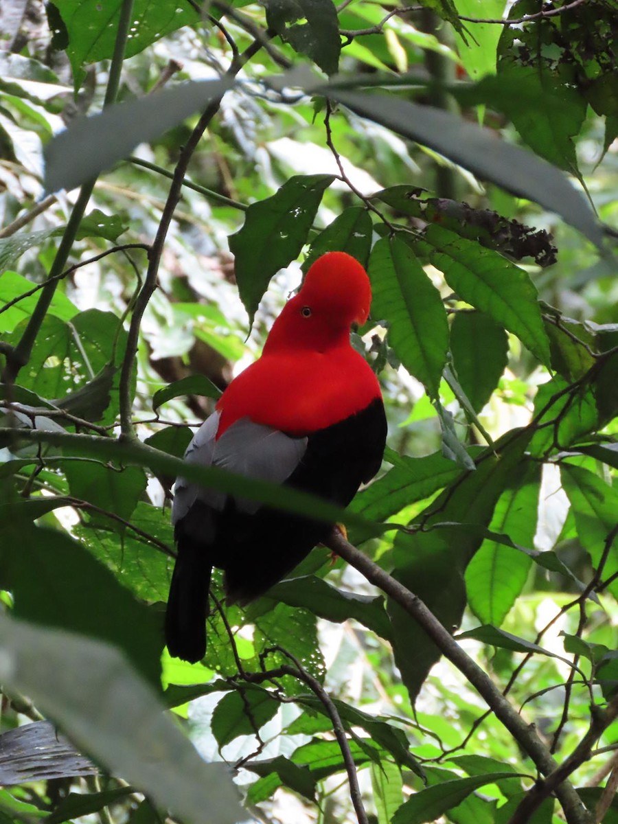 Andean Cock-of-the-rock - ML611012723