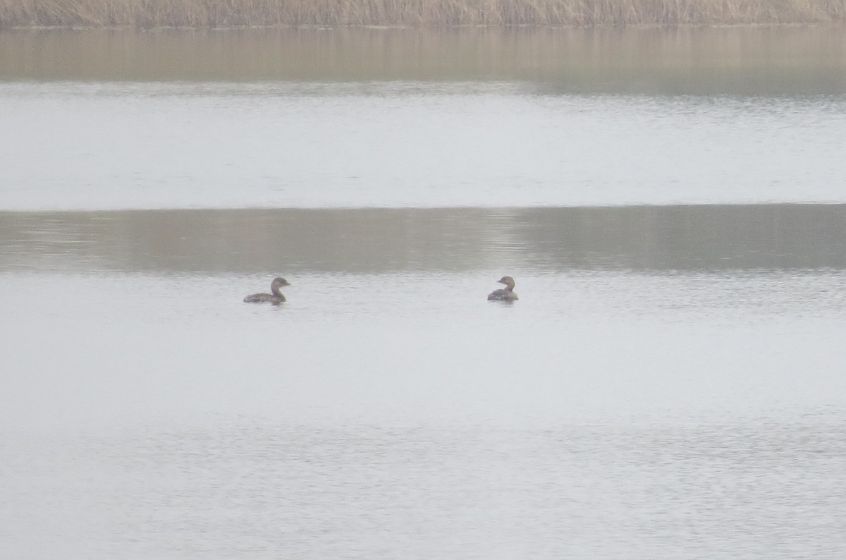 Pied-billed Grebe - ML611012770