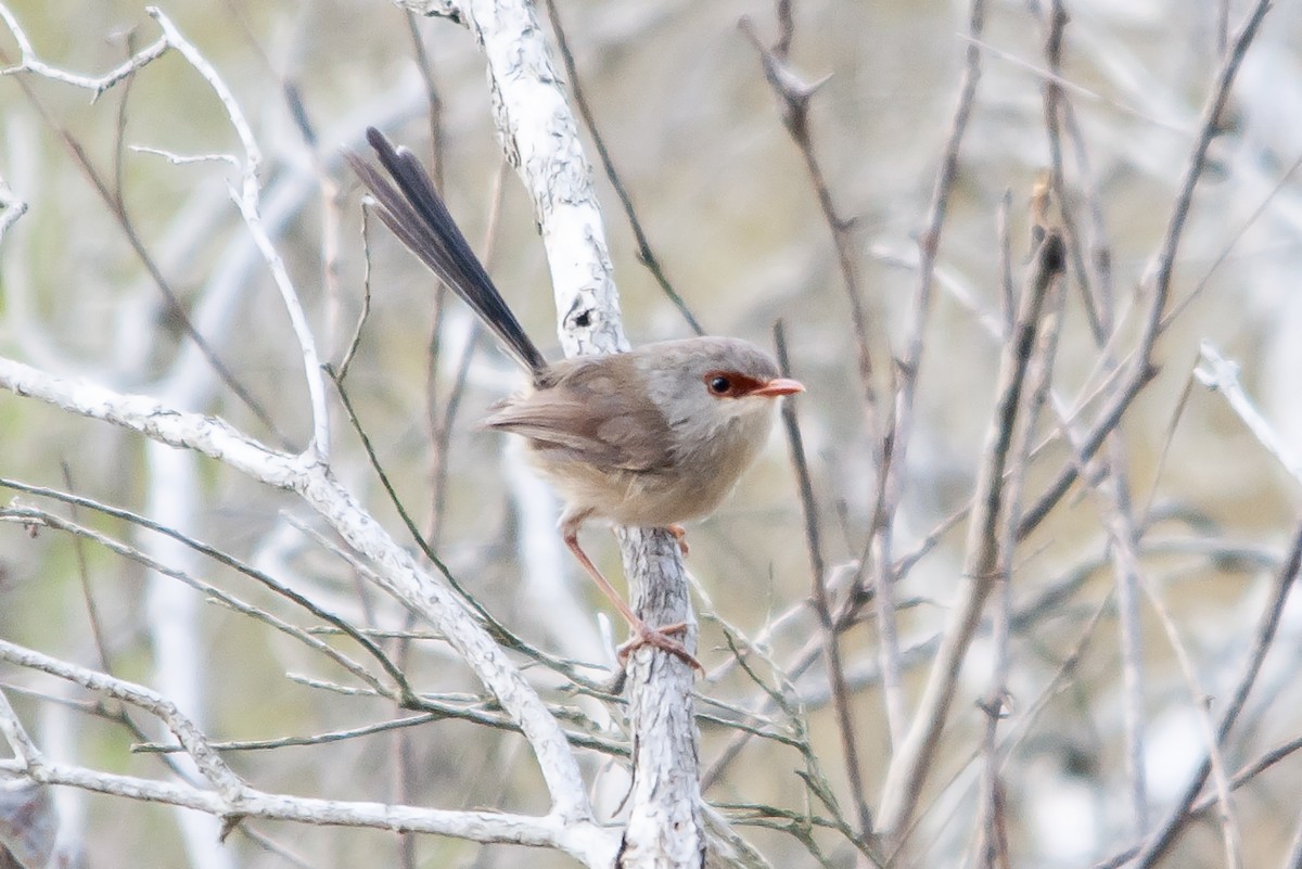 Variegated Fairywren - ML611012888