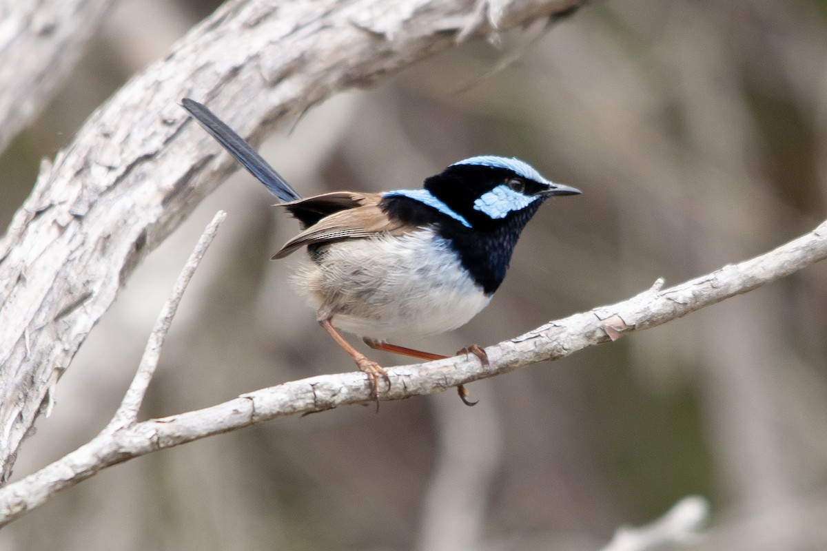 Superb Fairywren - Miguel Rouco