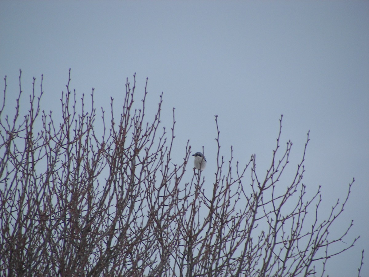 Northern Shrike - ML611012925