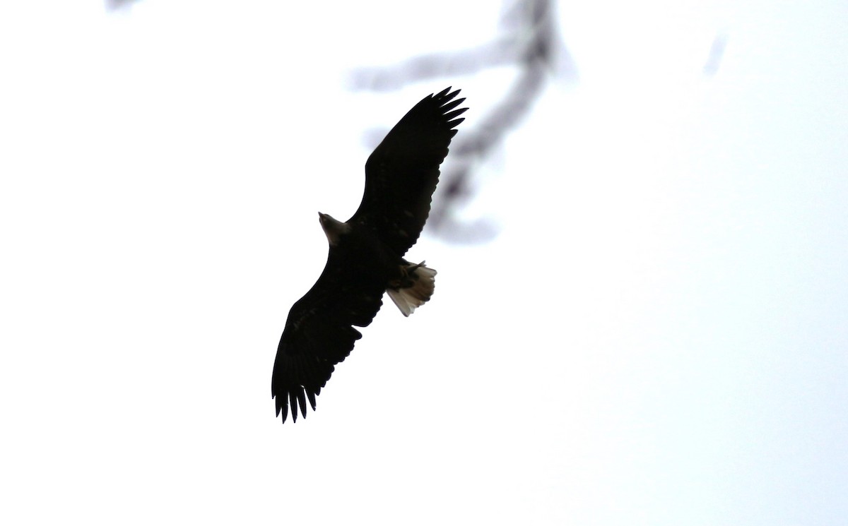 Bald Eagle - ML611012951