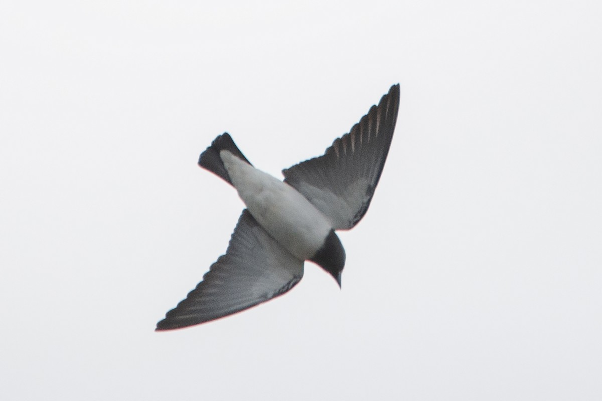 White-breasted Woodswallow - ML611012977