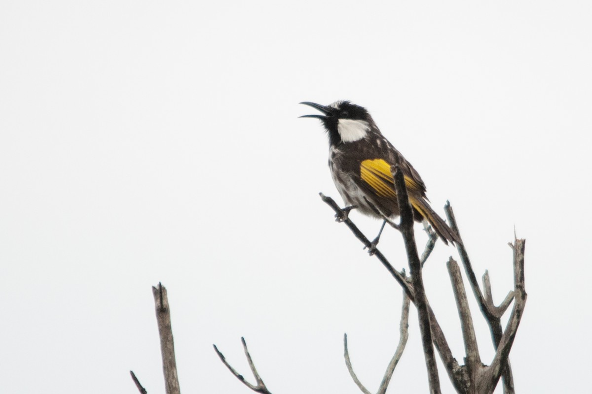 White-cheeked Honeyeater - ML611012987